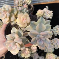 在庫処分 10株の抜き苗セット ビキョウキン 多肉植物 佐川急便発送