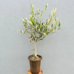 ［現品］25番 創樹　オリーブ　ルッカ　6号　観葉植物　大型　屋外　オリーブの木　ベランダ　おしゃれ　自家結実性有のサムネイル