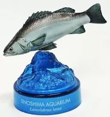【中古】トレーディングフィギュア ヒラスズキ 「新江ノ島水族館立体生物図録2」のサムネイル