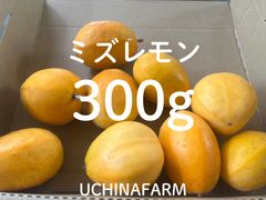 沖縄摘果マンゴー 5Kg 100g以上 BIGsize＊送料無料 - メルカリ
