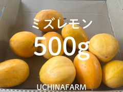 希少〉金煌マンゴー 2kg 傷あり クール便 - メルカリ