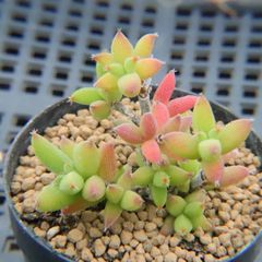 速達便付き 多肉植物 ドロサンテマム キラキラIce crystal 大株 抜き苗
