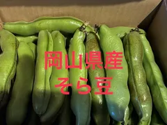 岡山県産そら豆15.6本のサムネイル