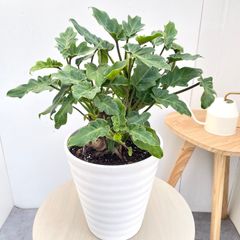 ✨️超大型✨️斑入りクワズイモ✨️アロカシアオキナワシルバー✨️鉢