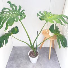 大人気