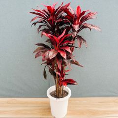 現品］【希少】93番 フィカス アフリカンプリンス 8号 観葉植物 室内