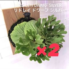 ビカクシダ リドレイ ドワーフ シルバー 板付け シルベリー ドワーフ