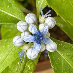 ジョウザンアジサイ ポット苗（常山 ヤマアジサイ 山紫陽花）のサムネイル