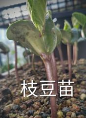 兵庫県産 丹波黒豆 枝豆 抜き苗 5本 固定種苗 実生苗 苗 農薬不使用