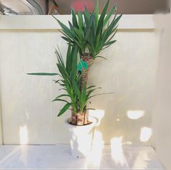 現品】ユッカ・サムライソウル（ユッカ・エレファンティペスの斑入り