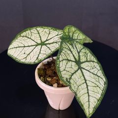 3点まとめ モンステラデリシオーサレガシー アグラオネマスイート
