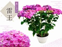 ☆塩原花園☆新品種☆ザクロ　超レア☆4.5号鉢☆4月末〜発送☆ ☆塩原花園☆新品種☆ザクロ 超レア☆4.5号鉢☆4月末〜発送☆ - メルカリ