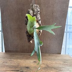 ビカクシダ ウィリンキー 獅子座 レオニダス スポア - メルカリ