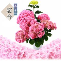 紫陽花 アジサイ フリル ふるふる フルフル ピンク 5号 42 - メルカリ