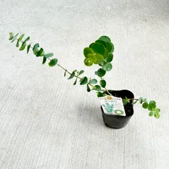 ポットごと ユーカリ 3号ポット⑧ 苗木 庭木 9cmポット苗 樹高約40cm  生垣  シンボルツリー 記念樹 プレゼント ギフトのサムネイル