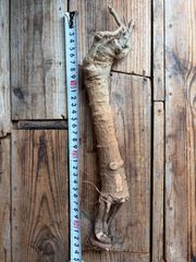 希少] バオバブ斑入り カット株 挿し木用 枝 - メルカリ