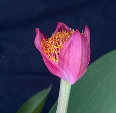 希少 アンスリウム ビッタリフォリウム 4号 吊り鉢 苗 観葉植物 - メルカリ