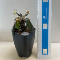 多肉植物 花サボテン錦(レア) 抜き苗 根付き - メルカリ