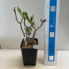 多肉植物　チレコドン　ブッコロジアヌス(レア)  抜き苗　根付きのサムネイル