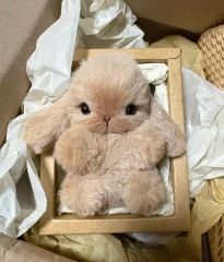 たれ耳うさぎちゃん ロップイヤー 小さなうさぎ ハンドメイド