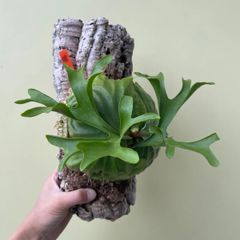 ビカクシダ P・リドレイwild パイプコルク コルク樹皮 - メルカリ