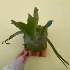 た*や様 Summer Breeze (P.Lemoinei x P.Bicor - メルカリ