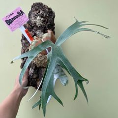 P.Willinckii Dwarf Au Chai Sporelings - メルカリ