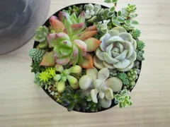 2026年最新】多肉植物 寄せ植え そのまま飾れるの人気アイテム - メルカリ