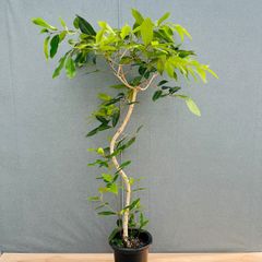 現品］【希少】93番 フィカス アフリカンプリンス 8号 観葉植物 室内