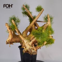発根済み】コミフォラ クラウセリアナ 現地株 良型 多頭株 塊根植物