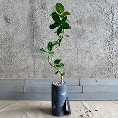 フィカス ベンガレンシス 曲がり仕立て 陶器鉢 植え込み発送 - メルカリ