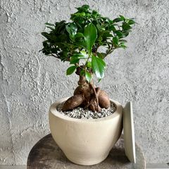 大型 美形 曲がり仕立て エバーフレッシュ 10号 テラコッタ鉢植え