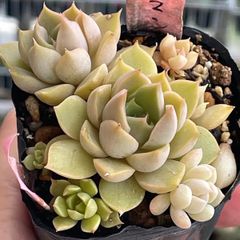 多肉植物　ミナ　抜き苗 多肉植物♡ミナ❤︎抜き苗(根付き) - メルカリ