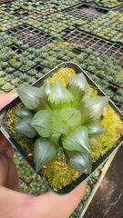 O*Z様 多肉植物 ハオルチア 氷の恋人 美株 新品種 糊斑 - メルカリ