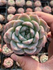 多肉植物 Z6431 オールスター 24株 抜き苗 エケベリア セダム
