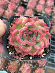 多肉植物 Z6419 ギンセツ 24株 抜き苗 エケベリア セダム アエオニウム