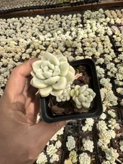 多肉植物　Z6302　ラウルニシキ　24株　抜き苗　エケベリア　セダム　アエオニウム　韓国苗　寄せ植え　詰め合わせのサムネイル