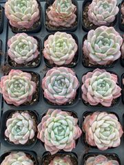 Top【選抜株】多肉植物 360974ハニー ペタル 54個 鉢無し/脱土 - メルカリ