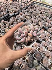 Z002 激レア種！Syzygium jiewhoei シジギウム イエウホエイ - メルカリ