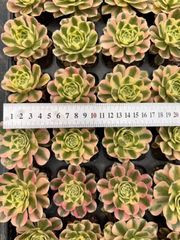Top【選抜株】多肉植物 26780アボカドクリーム 6個 鉢無し/脱土 - メルカリ