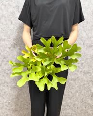 た*け様 ビカクシダ リドレイ ラウンド ウェーブ 親株 コウモリラン