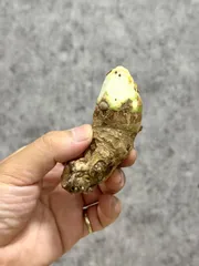 Sサイズ ▽ Alocasia robusta Wild▽ D40 アロカシア ロブスタ(ボルネオジャイアント) ワイルド【PLANET】サトイモ科のサムネイル
