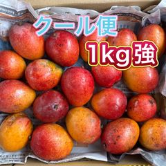 宮崎県産完熟ミニマンゴー 家庭用 箱込み1キロ 小さい - メルカリ
