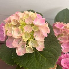 紫陽花 アジサイ ふるふる ピンク フリル 5号 11 - メルカリ