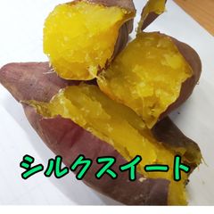 シルクスイート 20本 新鮮さつまいも苗 無農薬 - メルカリ