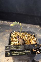 エレファントリザ プラエテルミサ 実生 塊根植物 - メルカリ