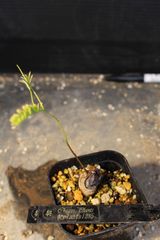 エレファントリザ プラエテルミサ 実生 塊根植物 - メルカリ