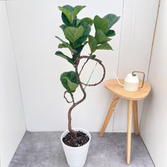 現品】シーグレープ/ハマベブドウ 曲がり 8号 白鉢（2） - メルカリ