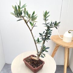 小豆島で育てたオリーブの木 ネバディロブランコ N2608 小豆島で育てたオリーブの木 ネバディロブランコ N2608 - メルカリ