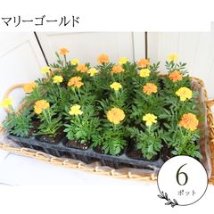 超特価‼️♡ラナンキュラス♡エトワール6個セット♡花苗うえた♡3.5号